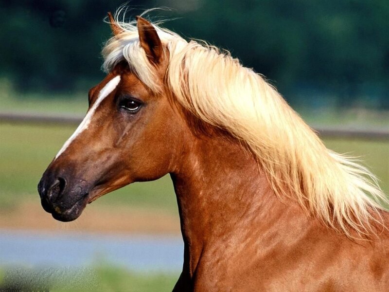 Brown Horse with Blonde Mane — Calm, Afternoon, Photograph, Field, Sky, Green