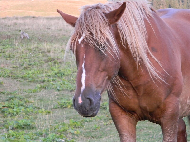 Brown Horse with Blonde Mane — Calm, Afternoon, Photograph