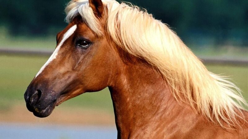 Brown Horse with Blonde Mane — Calm, Afternoon