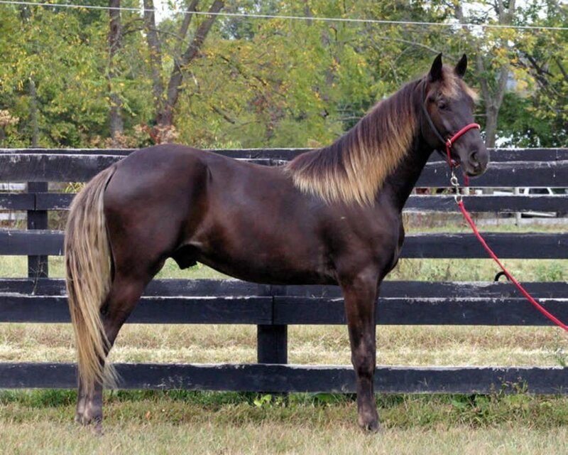 Brown Horse with Blonde Mane — Calm, Autumn