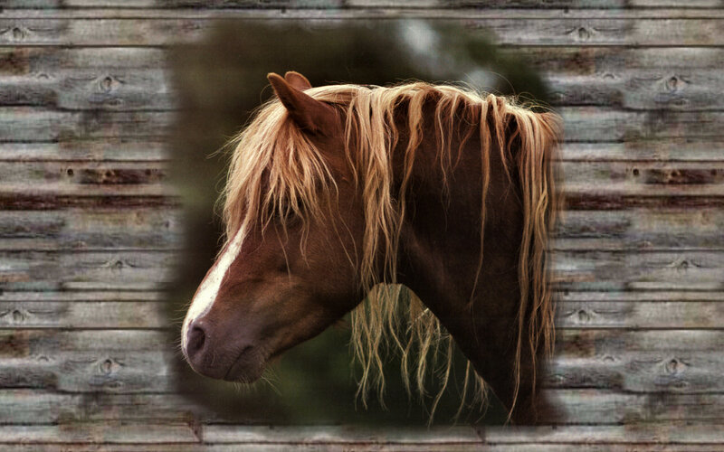 Brown Horse with Blonde Mane — Calm, Photograph