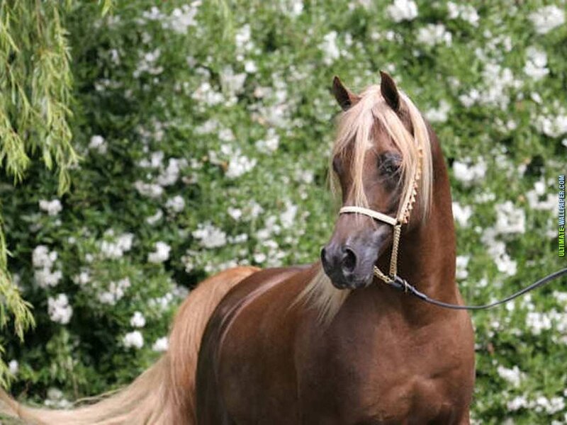 Brown Horse with Blonde Mane — Calm, Spring