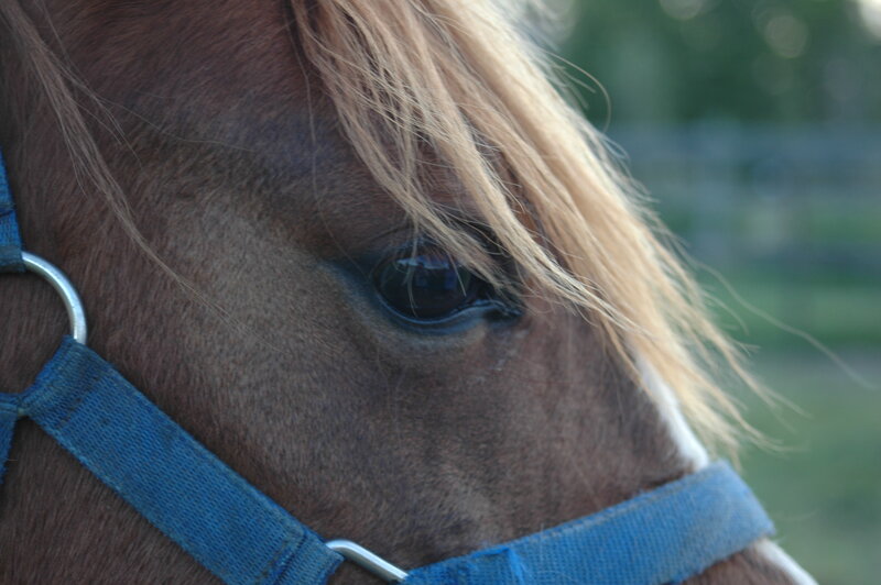 Brown Horse with Blonde Mane — Calm, Sunset