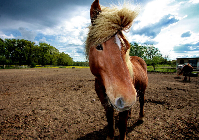 Brown Horse with Blonde Mane — Dramatic, Afternoon