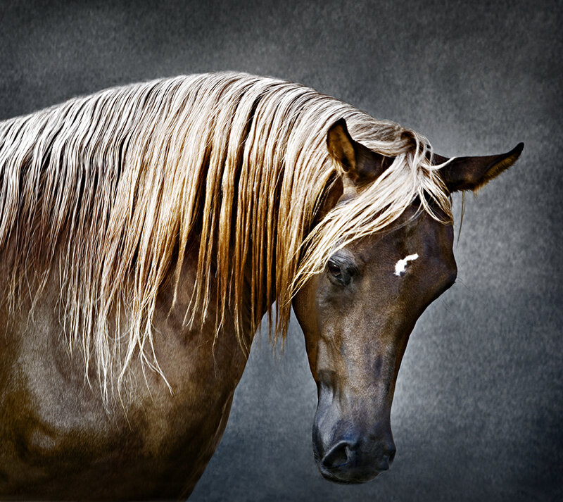 Brown Horse with Blonde Mane — Dramatic, Photograph
