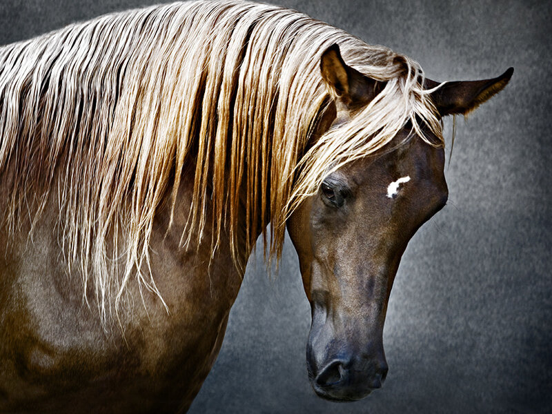 Brown Horse with Blonde Mane — Dramatic