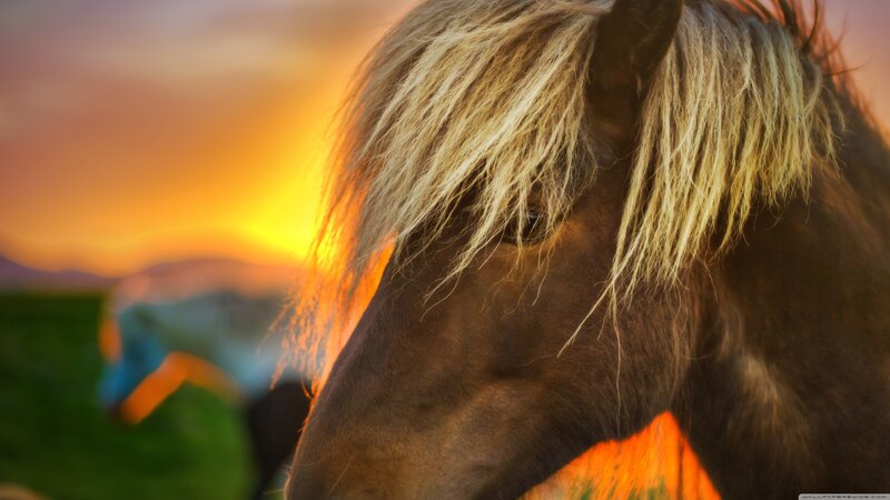 Brown Horse with Blonde Mane — Orange