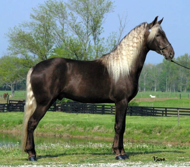 Brown Horse with Blonde Mane — Serene