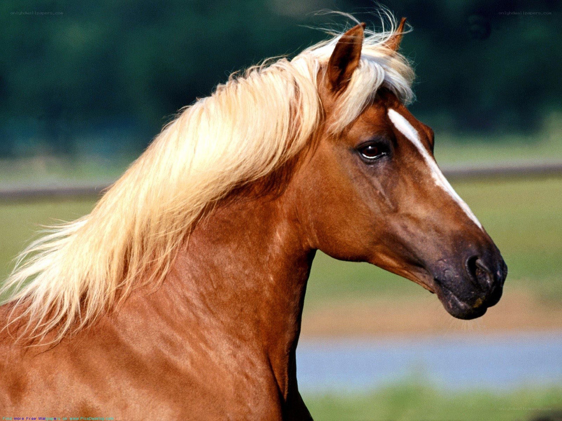 brown horse with blonde mane