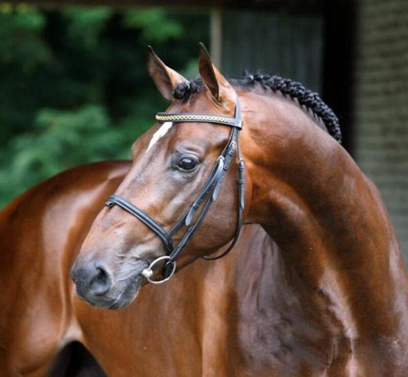 Brown Horse with Braided Mane — Calm, Afternoon