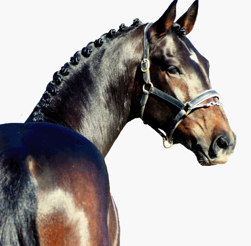 Brown Horse with Braided Mane — Calm, Photograph