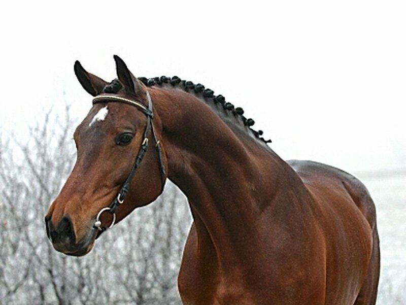 Brown Horse with Braided Mane — Calm