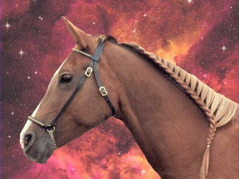 Brown Horse with Braided Mane — Dramatic