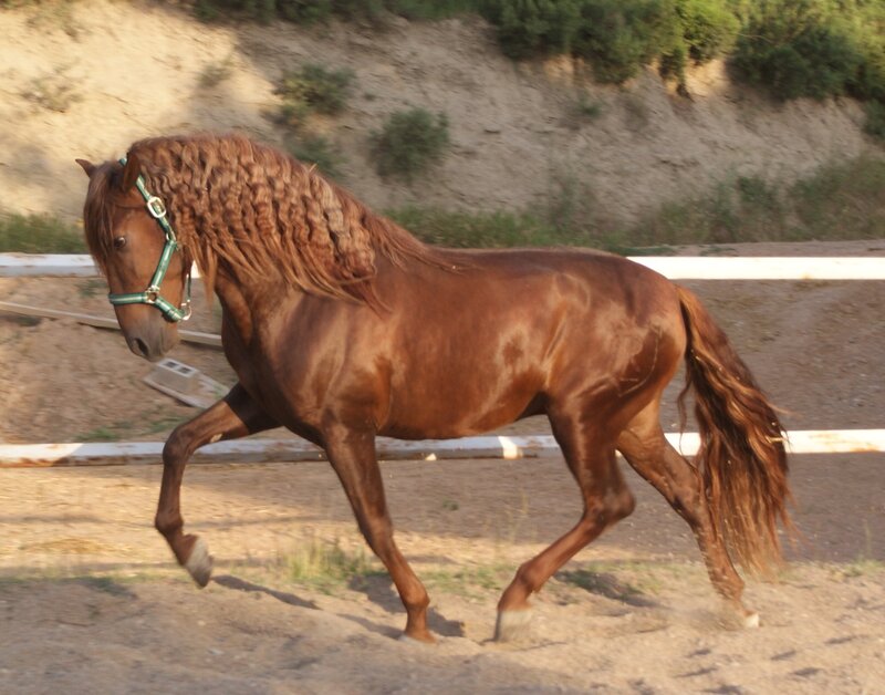 brown horse with braided mane