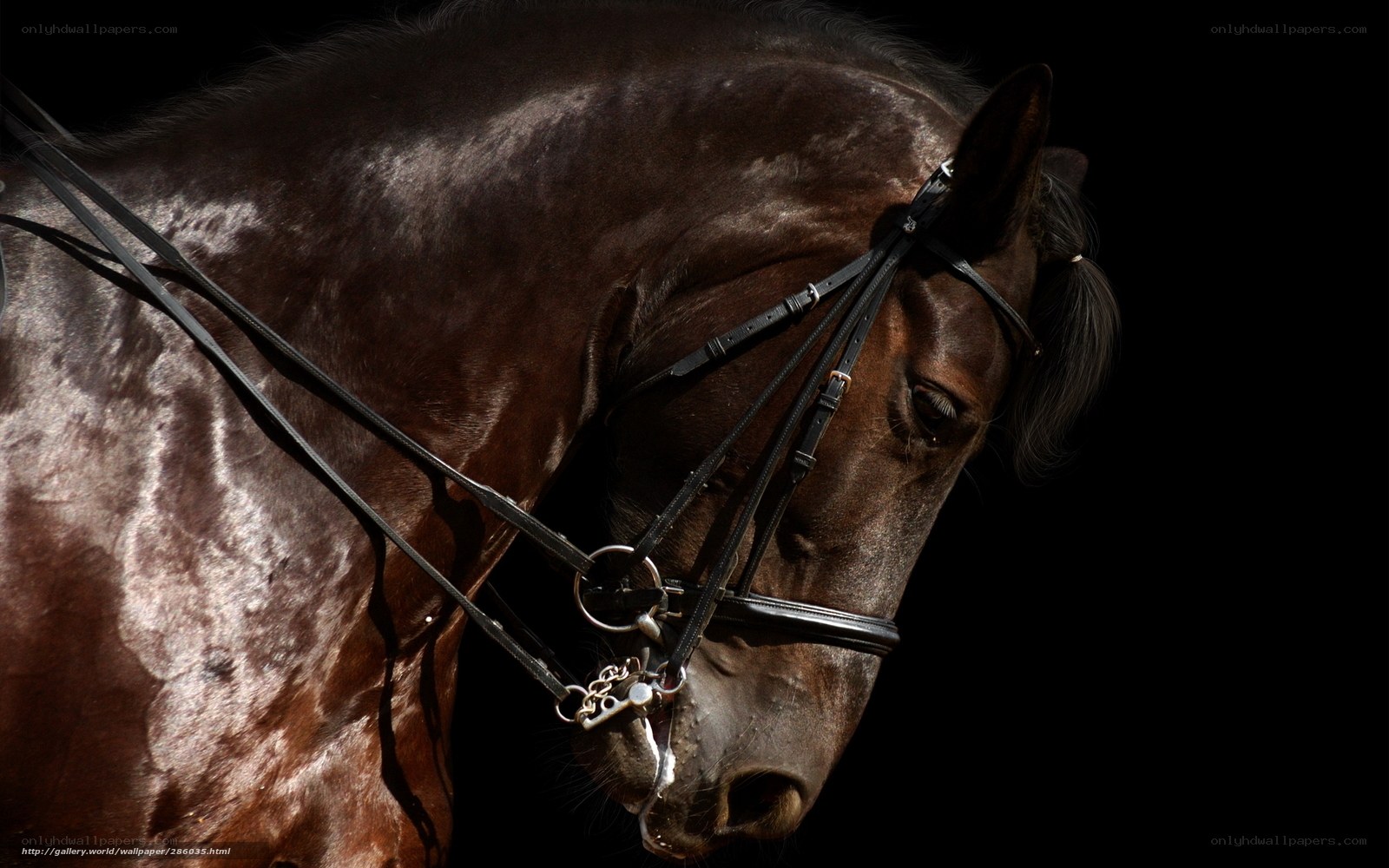 brown horse with bridle