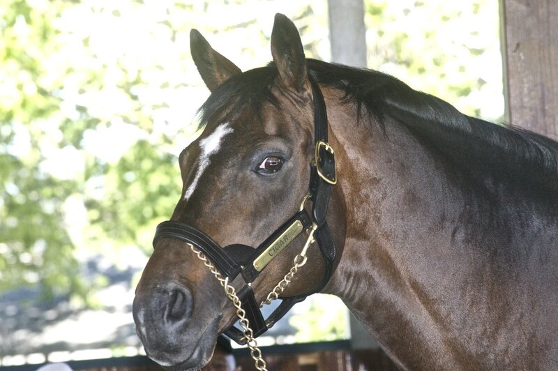 brown horse with bridle