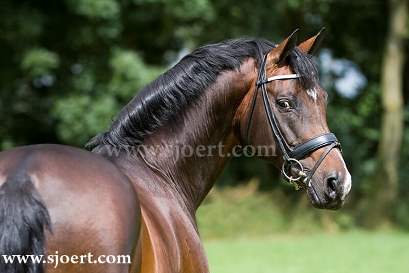 Brown Horse with Bridle — Calm, Afternoon, Photograph, Bride