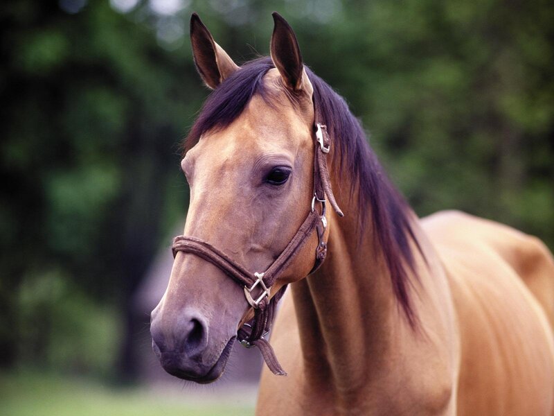 Brown Horse with Bridle — Calm, Afternoon, Photograph, Bride, Trees