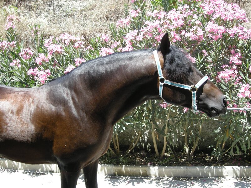 Brown Horse with Bridle — Calm, Afternoon, Photograph