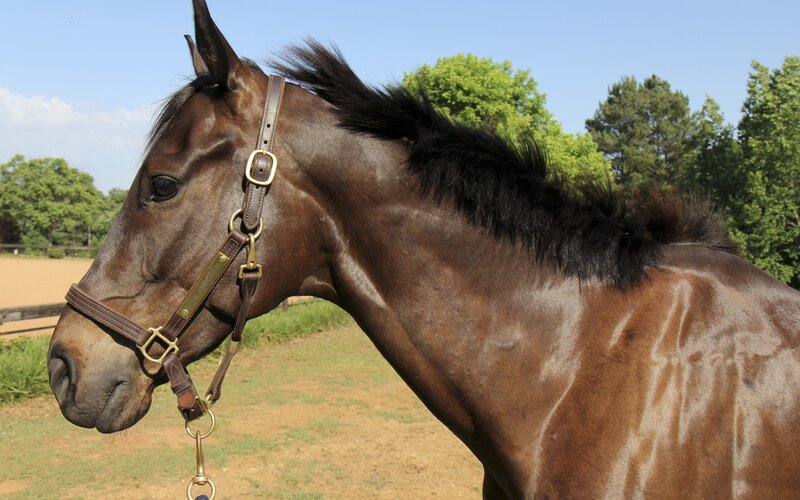 Brown Horse with Bridle — Calm, Afternoon, Photograph, Trees