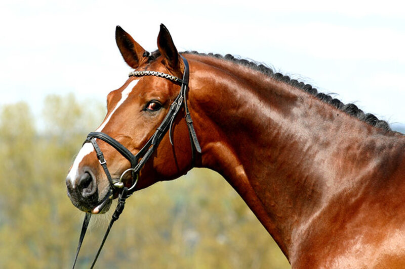 Brown Horse with Bridle — Calm, Afternoon, Photograph, White Stripe