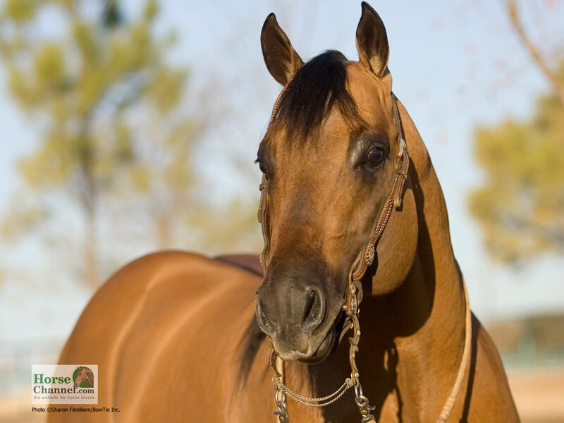 Brown Horse with Bridle — Calm, Afternoon
