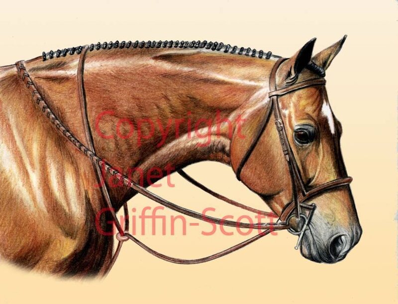 Brown Horse with Bridle — Calm, Illustration