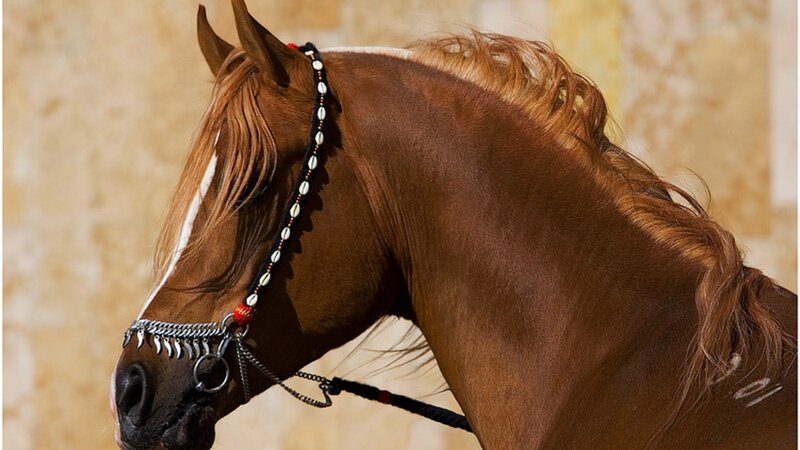 Brown Horse with Bridle — Calm, Photograph, Mane