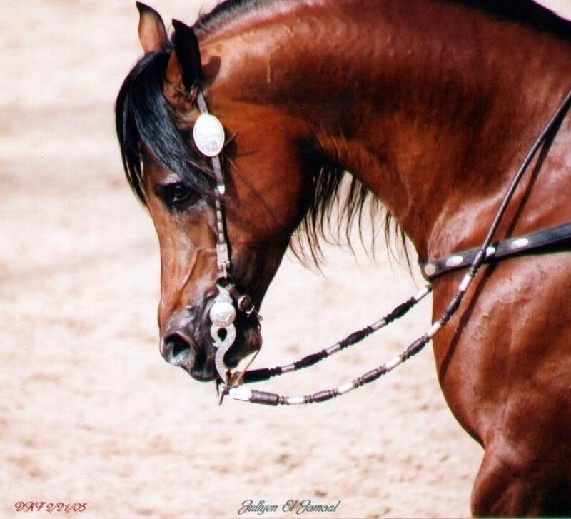 Brown Horse with Bridle — Calm, Photograph