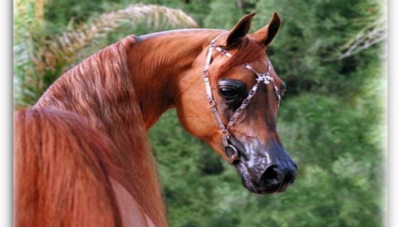 Brown Horse with Bridle — Calm, Photograph, Trees