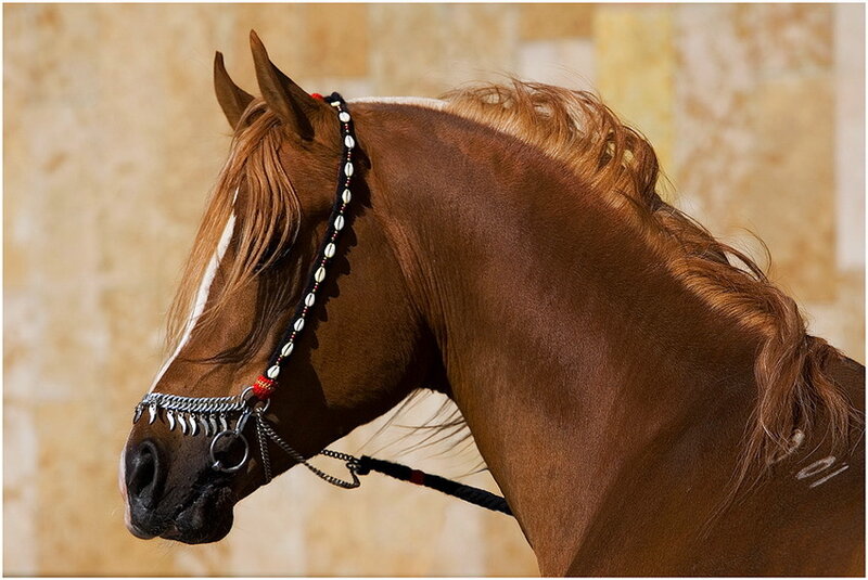 Brown Horse with Bridle — Calm