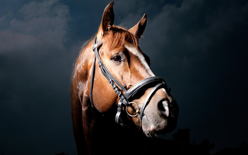Brown Horse with Bridle — Dramatic, Night