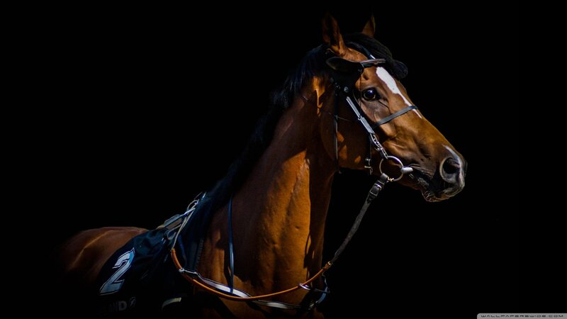 Brown Horse with Bridle — Dramatic, Photograph, Black Background