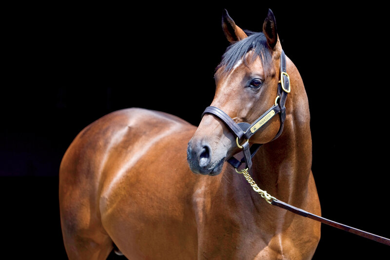 Brown Horse with Bridle — Dramatic