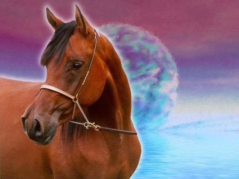 Brown Horse with Bridle — Dreamy
