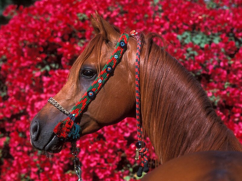 Brown Horse with Bridle — Red, Calm, Afternoon