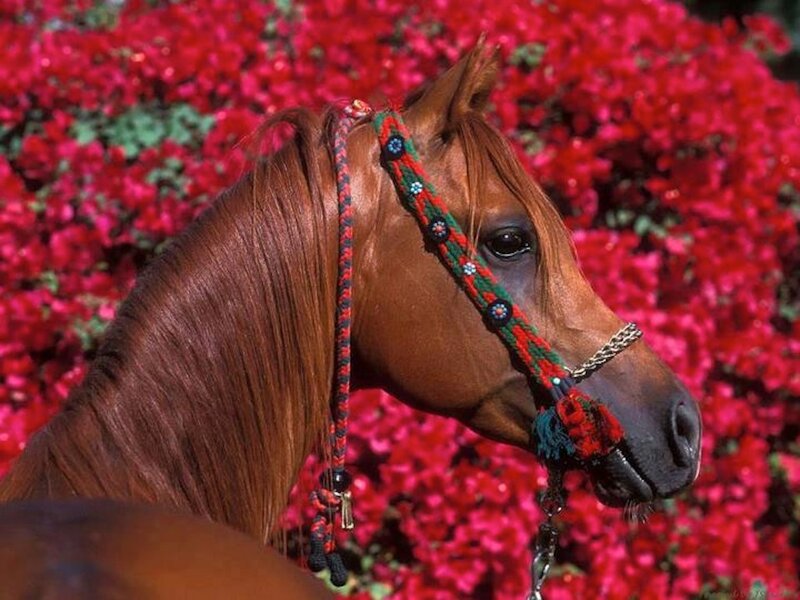 Brown Horse with Bridle — Red, Calm