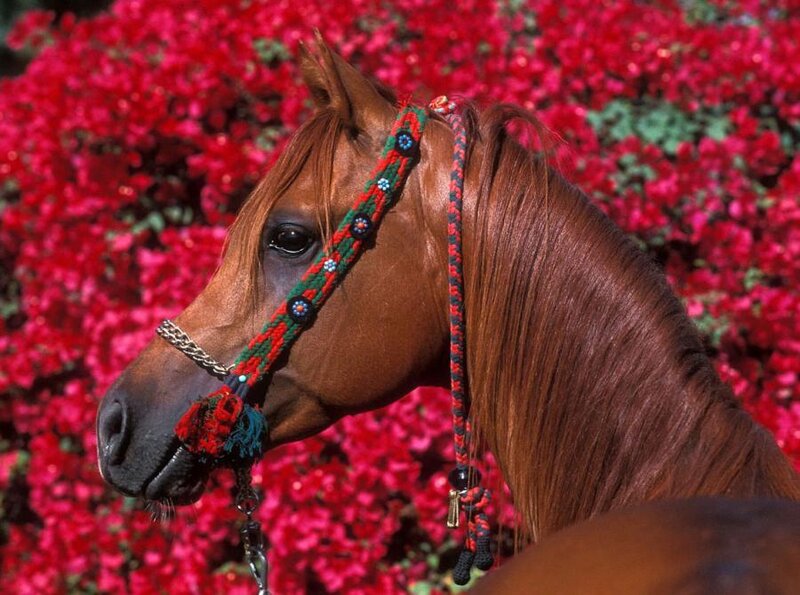 Brown Horse with Bridle — Red
