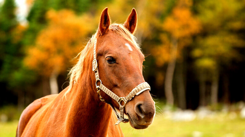Brown Horse with Bridle — Serene