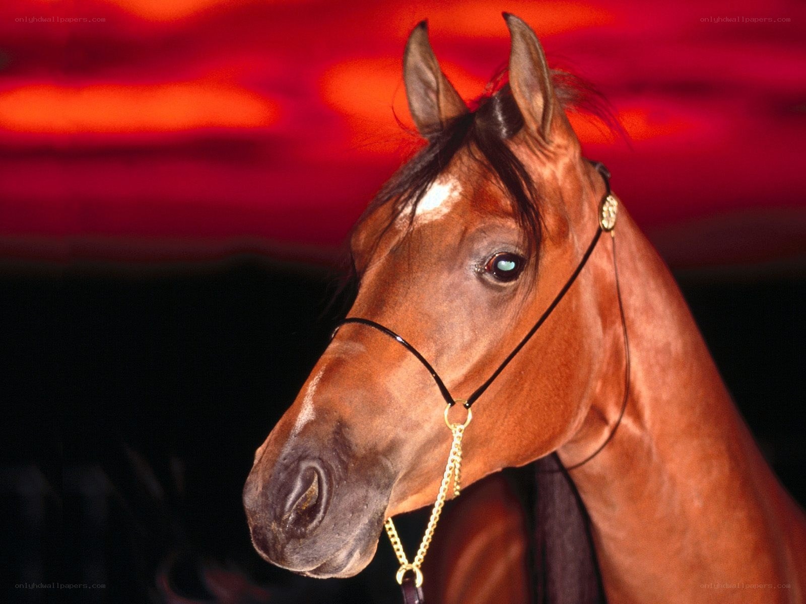 brown horse with bridle