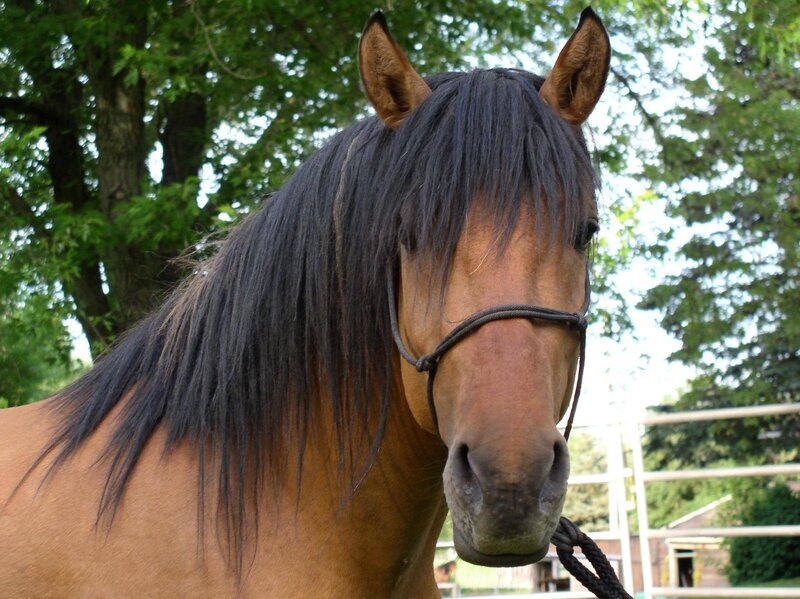 Brown Horse with Dark Mane — Calm