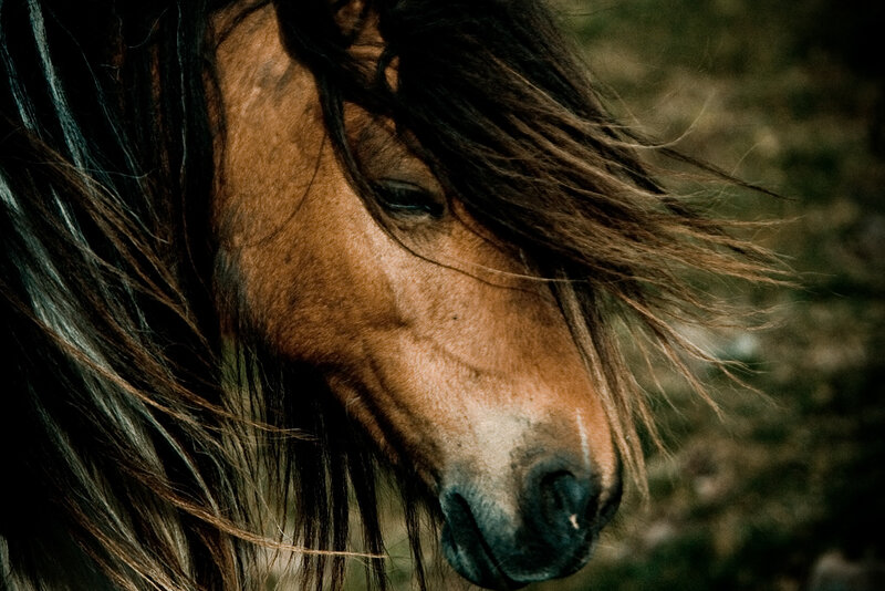 Brown Horse with Dark Mane — Dramatic