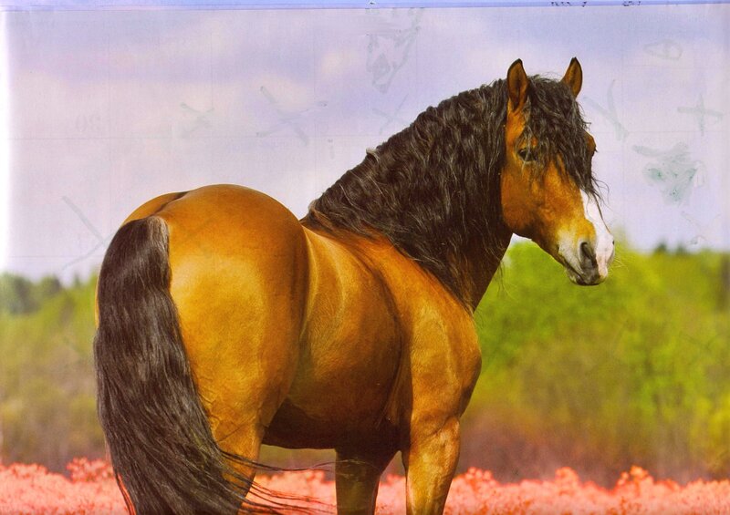 Brown Horse with Dark Mane — Serene