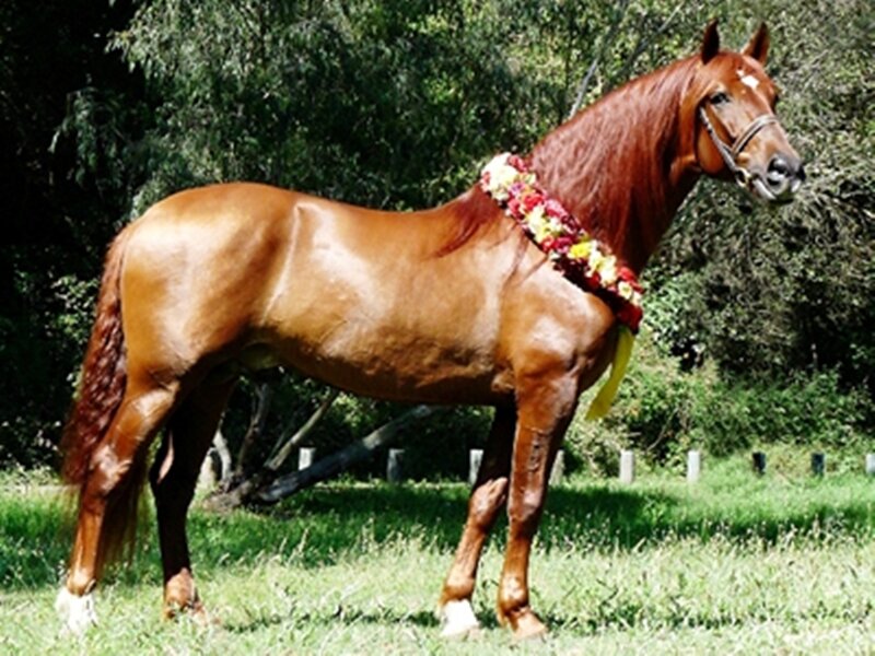 Brown Horse with Floral Garland