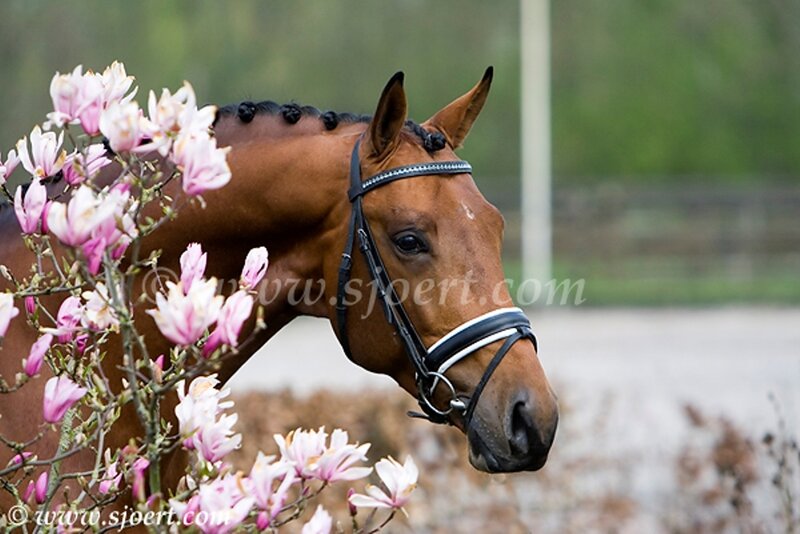Brown Horse with Flowers