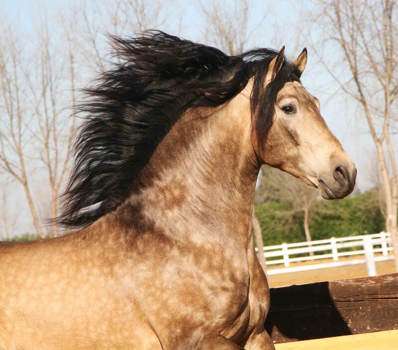 brown horse with flowing mane