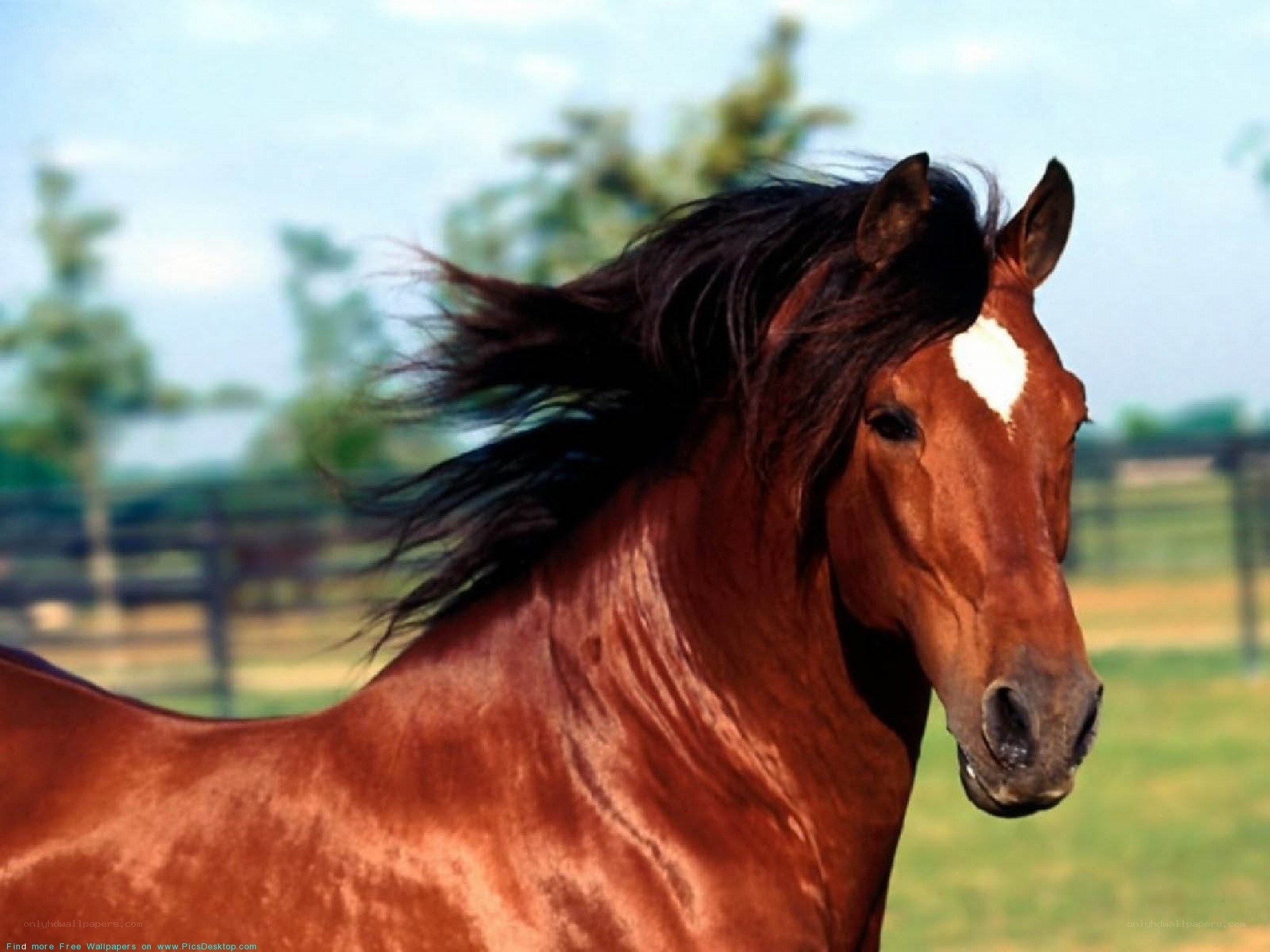 brown horse with flowing mane