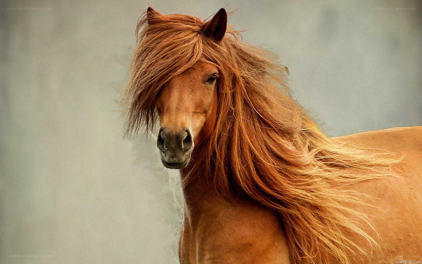 brown horse with flowing mane