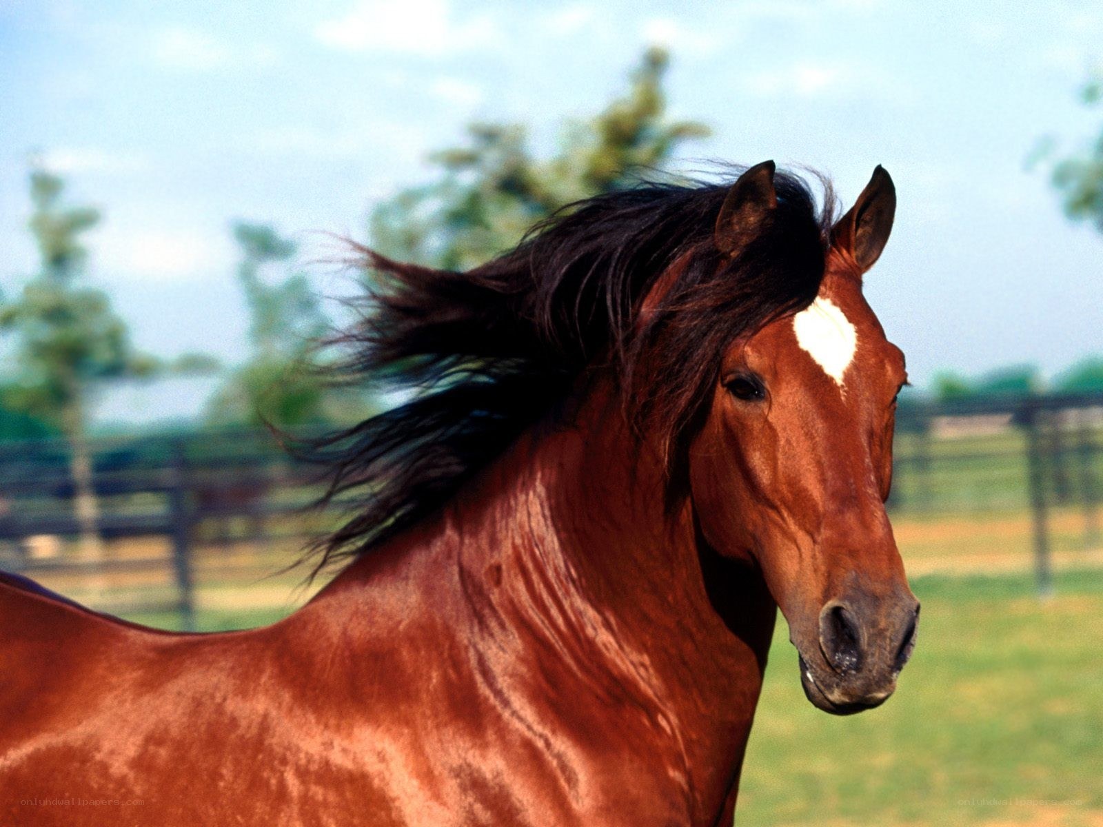 brown horse with flowing mane