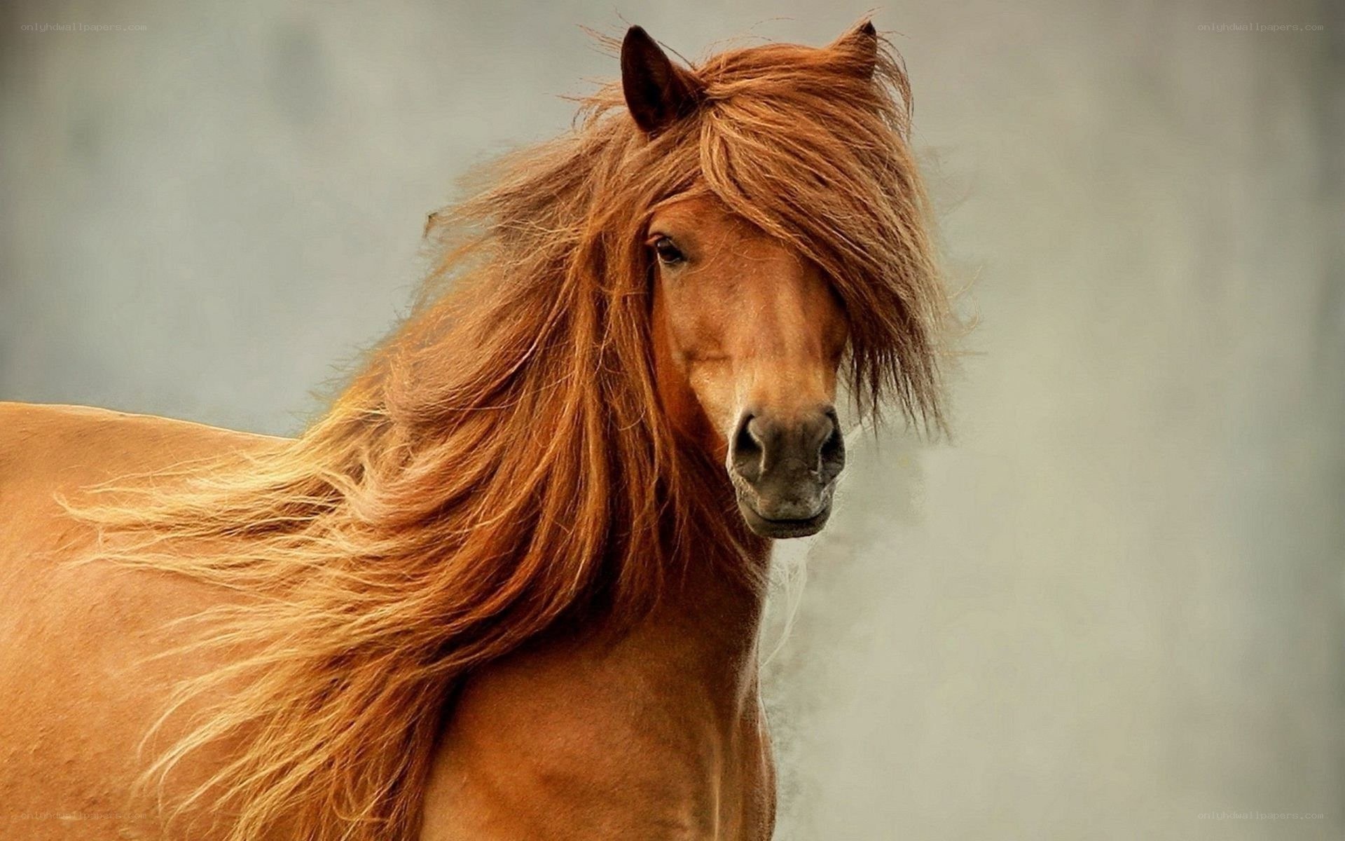 brown horse with flowing mane